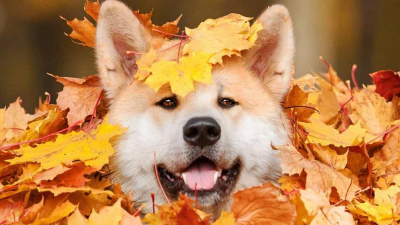 夏未盡秋已至，天涼好個秋